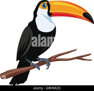 Toucan Bird Vector Illustration Stock Vector