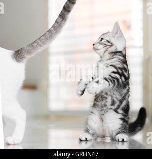 Cute American shorthair cat kitten Stock Photo