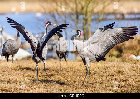 Eurasian crane Stock Photo