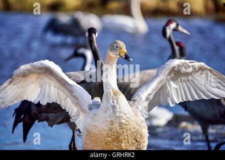 Whooper swan Stock Photo