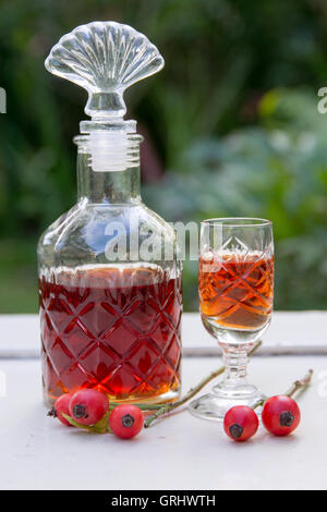 tincture of rosehips Stock Photo