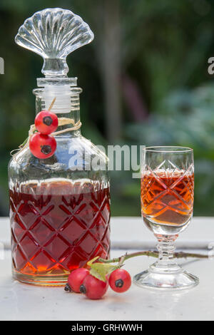 tincture of rosehips Stock Photo