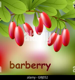 Red, juicy barberry on a branch for your design. Vector Stock Vector