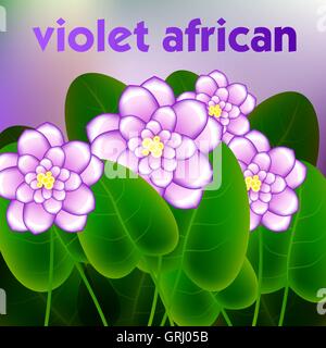 Spring background with blossom brunch of african violets flowers. Vector Stock Vector