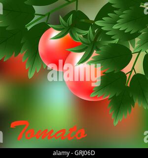 Red, juicy, ripe tomatoes growing on the green branch. Vector Stock Vector