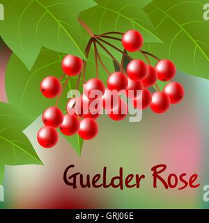 Berries of red Viburnum with leaves on abstract backdrop. Vector Stock Vector
