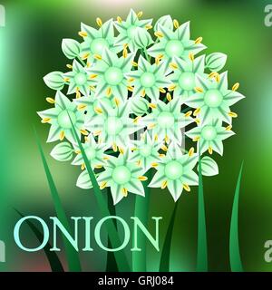 Beautiful spring flowers Onion. Cards or your design with space for text. Vector Stock Vector