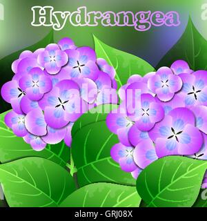 Beautiful spring flowers Hydrangea. Cards or your design with space for text. Vector Stock Vector