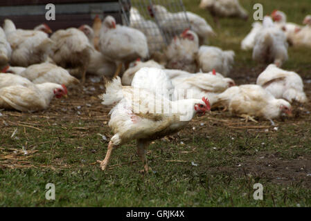 Organic free range chickens being allowed to live a more natural life in the outdoors Stock Photo