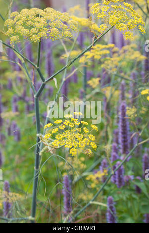 Foeniculum Vulgare Purpureum. Bronze fennel in flower Stock Photo