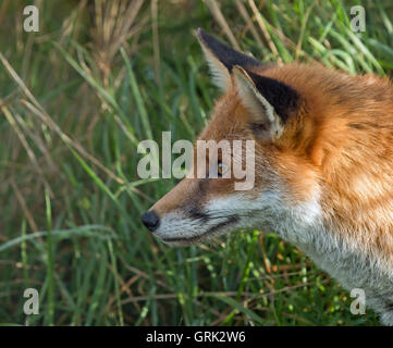 Profile head shot of adult Red Fox Stock Photo