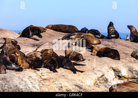 Duiker Island is an island off Hout Bay, Cape Town, South Africa. Most known for it's large colony of fur seal, known as Cape fur seal. Stock Photo