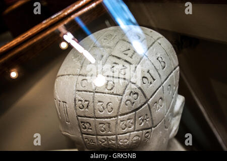 Model cast of a human head showing numbers related to phrenology. Stock Photo