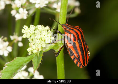 Streifenwanze, Streifen-Wanze, Graphosoma lineatum, Italian Striped-Bug, Striped-Bug, Minstrel Bug Stock Photo