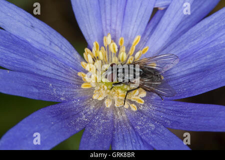 Große Stubenfliege, Gewöhnliche Stubenfliege, Gemeine Stubenfliege, Fliege, Weibchen, Blütenbesuch, Nektarsuche, Bestäubung, Mus Stock Photo