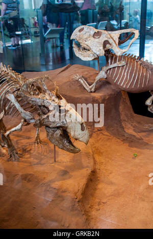 Detail from American Museum of Natural History in New York. Stock Photo