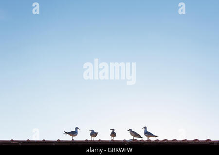 Seagulls Standing on the Roof and Listen to the Leader. Seagulls Perched on the House in a Raw with Empty Sky Copy Space. Stock Photo
