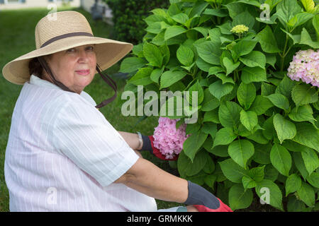 Elderly lady weeding around a hydrangea bush in her garden turning to give the camera a warm friendly smile Stock Photo