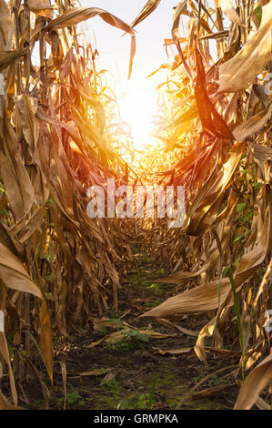 Corn on stalk in cultivated maize field ready to harvest, selective focus Stock Photo