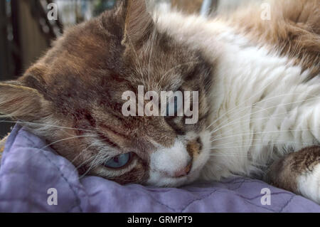 Ragdoll cat resting during the day. Selective focus. Stock Photo