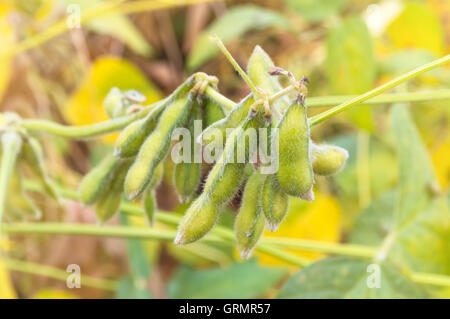 Close up of a green soybean plant. Selective focus. Stock Photo