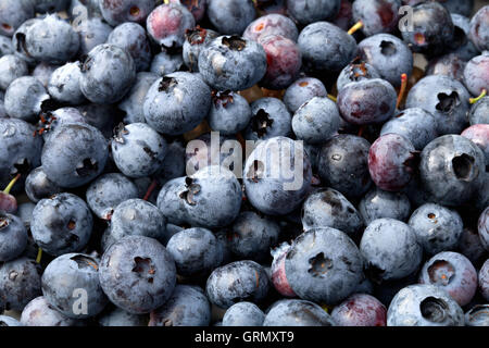 Closeup image of delicious blueberries background texture. Stock Photo