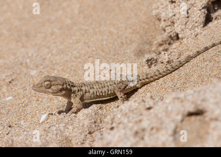 Moorish Gecko (Tarentola Mauritanica) Stock Photo