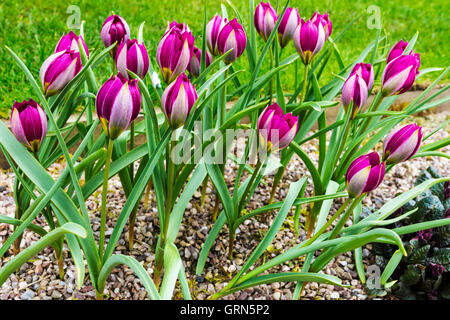 Small Dwarf Tulip bulbs Stock Photo - Alamy