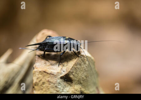 Two-spotted cricket on the stone Stock Photo