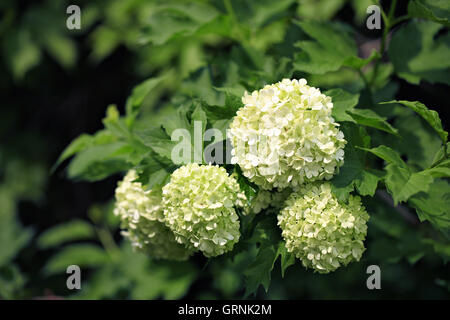 Image of white guelder rose blossom in the garden Stock Photo