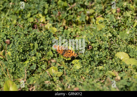 Comma butterfly (Polygonia c-album) basking in the sun in Kent, Southeast England, UK Stock Photo
