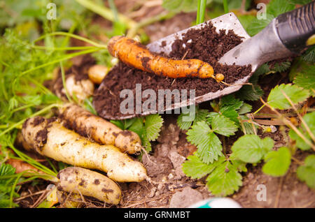 Small amount of reshly harvested organic carrots lying on garden surface, healthy lifestyle concept Stock Photo