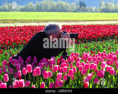 Cultivated tulip field during the Agassiz Tulip Festival in the Fraser Valley near Chilliwack, British Columbia, Canada. Stock Photo