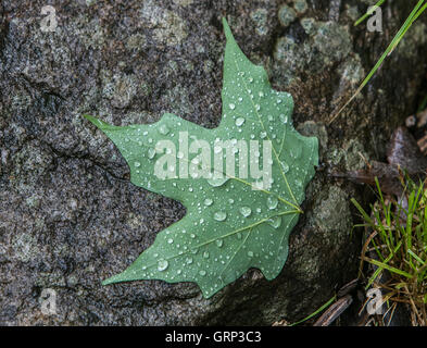 A maple leaf with rain drops lying on a rock Stock Photo
