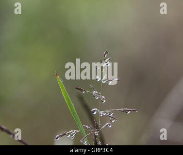 Top of a field plant and a blade of grass covered in morning dew droplets.