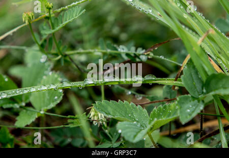Droplets of water on grass blades in a field during a summer morning, view from above. Stock Photo