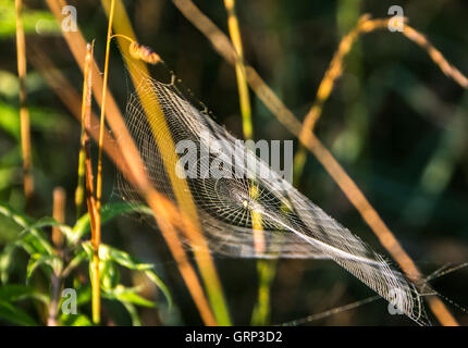 A spider web in a field Stock Photo