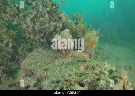 Mediterranean fanworm Sabella spallanzanii among brown seaweeds in murky water Stock Photo