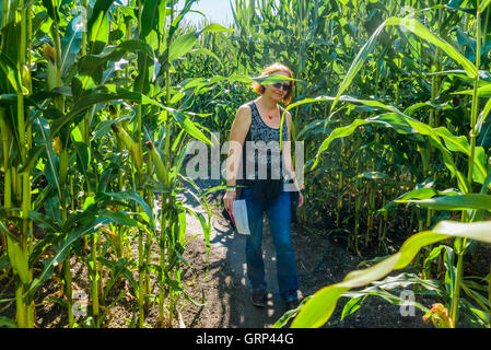 Woman navigating a Corn Maze, Pitt Meadows, British Columbia, Canada Stock Photo