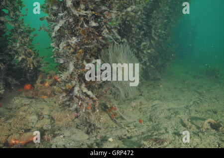 Mediterranean fanworm Sabella spallanzanii among brown seaweeds in murky water Stock Photo