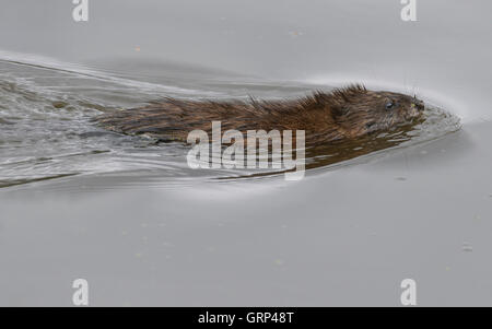 Muskrat (Ondatra zibethicus) swimming in pond, Eastern USA Stock Photo