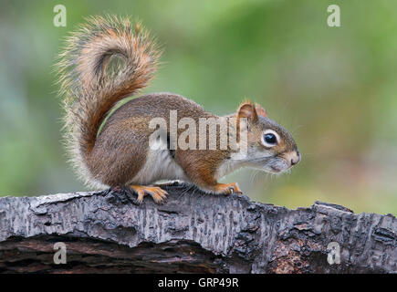 Eastern Red Squirrel making sounds, chatting (Tamiasciurus or Sciurus hudsonicus) E North America, by Skip Moody/Dembinsky Photo Assoc Stock Photo