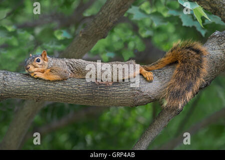 Eastern Fox Squirrel stretched and resting on tree limb, Sciurus niger  Eastern USA, by Skip Moody/Dembinsky Photo Assoc Stock Photo