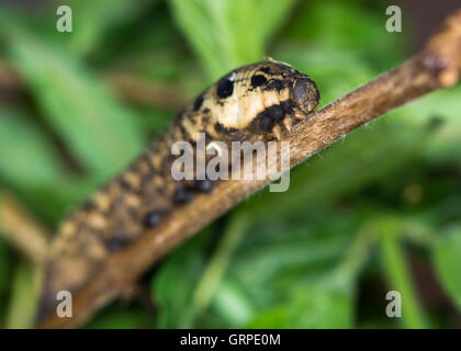 Elephant hawk-moth (Deilephila elpenor) caterpillar. Brown form of mature larva of moth in the family Sphingidae, on willowherb Stock Photo