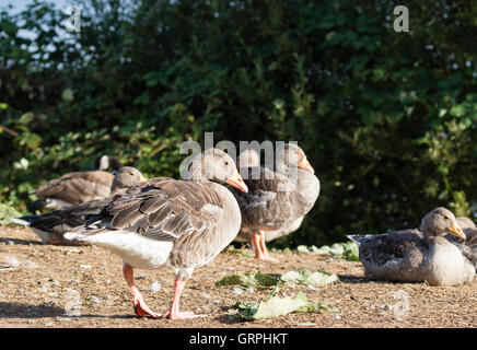 Greylag geese beside the water in Kent, Southeast England, UK Stock Photo