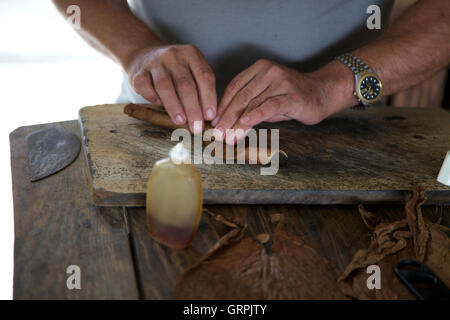 A tobacco farmer rolls a Cuban cigar at a tobacco plantation in Venales, Cuba, using honey to bind the leaves together as it is rolled. Stock Photo