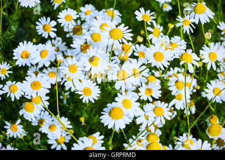 Summer field of blooming daisies. Beautiful landscape with daisies in the sunlight. White flowers in the summer meadow. Stock Photo