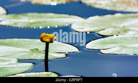 Yellow water lily growing in pond. Blooming waterlily with big green leaves. Summer lake with yellow nuphar. Stock Photo
