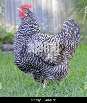 Plymouth Barred Rock chicken standing in grass