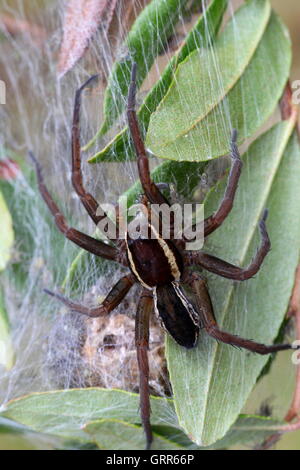 Nest of a Raft spider, the biggest and most poisonous of European spiders Stock Photo